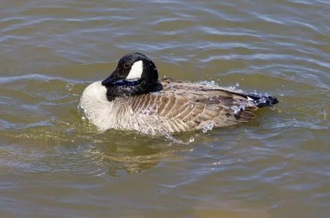 The goose is washing in the lake Stock Photos