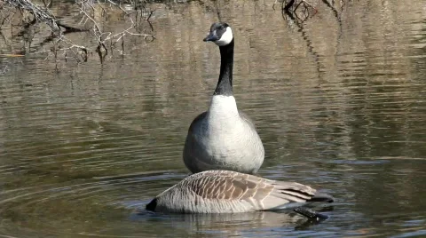 Goose Watch Stock Footage 660322