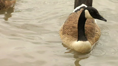 Goose in Water 1 Stock Footage 753654