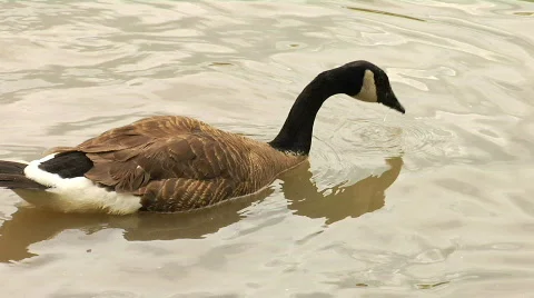 Goose in Water 2 Stock Footage 753643
