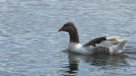 Goose in water Stock Footage 84473272