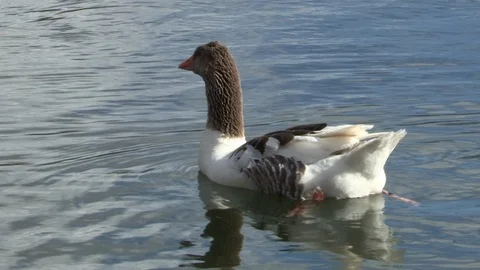 Goose in water Stock Footage 85623967