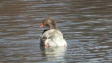 Goose in water Stock Footage 85624323