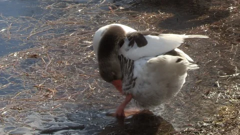 Goose in water Stock Footage 85624363