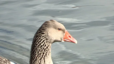 Goose in water Stock Footage 85625352