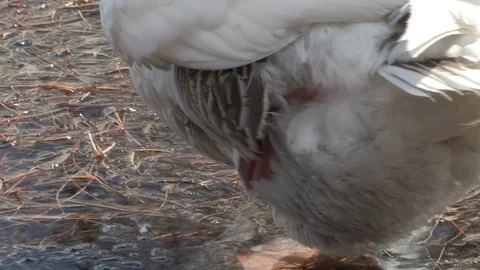 Goose in water Stock Footage 85625365