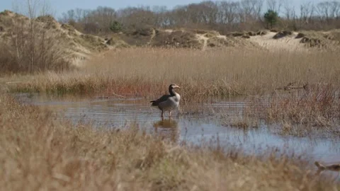 Goose in water Stockbeeldmateriaal 237754013