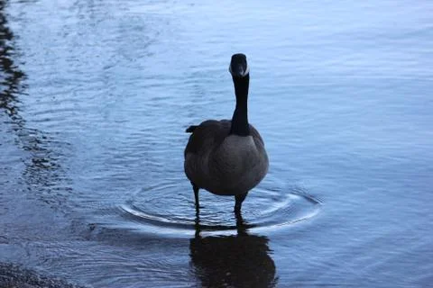 Goose in water 写真素材