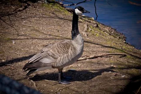 Goose by Water Stock Photos