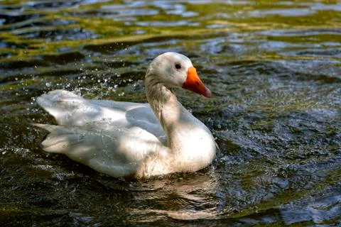 Goose on water Stock Photos