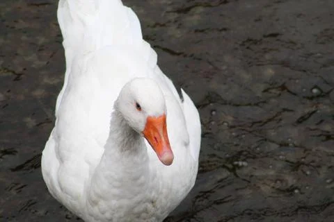 Goose on Water Stock Photos