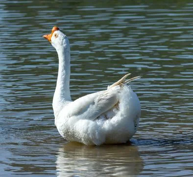 A goose on the water Stock Photos