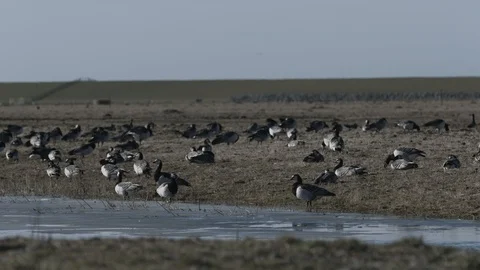 Goose-water-wind-4K 動画素材 102224959