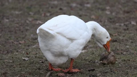 Goose white bird Video stock 270816807
