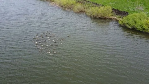 Goose white-fronted on the lake Video stock 75646368