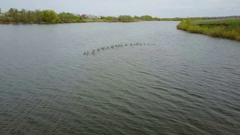 Goose white-fronted on the lake Video stock 75647626
