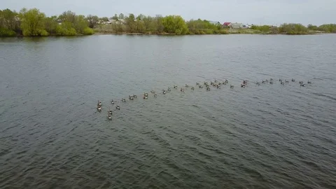 Goose white-fronted on the lake Video stock 75648373