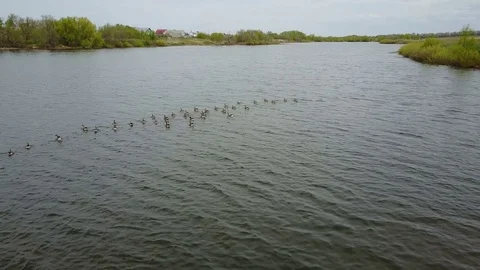 Goose white-fronted on the lake Video stock 75649616