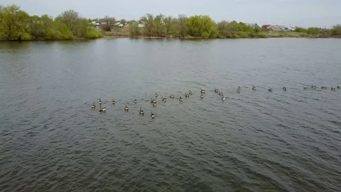 Goose white-fronted on the lake Stock Footage 75650762
