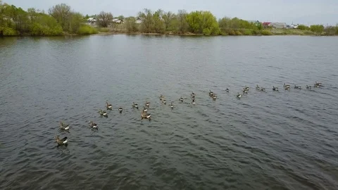 Goose white-fronted on the lake Video stock 75652897