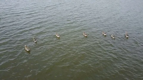 Goose white-fronted on the lake Video stock 75654225