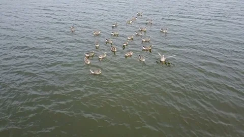 Goose white-fronted on the lake Video stock 75655205