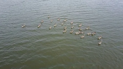 Goose white-fronted on the lake Video stock 75656170