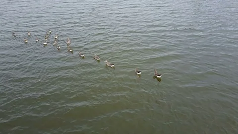 Goose white-fronted on the lake Video stock 75656666