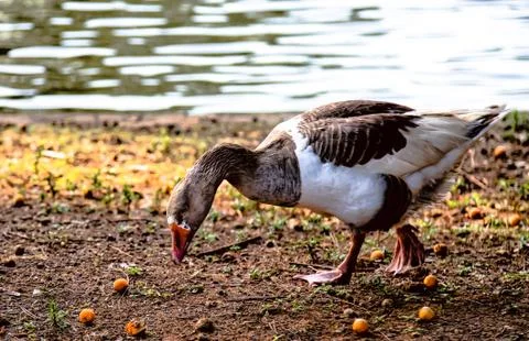 Goose in the wild Stock Photos