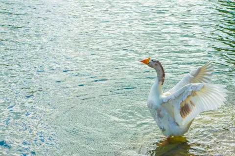 Goose wings flapping Stock Photos