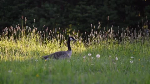 Goose wondering around 스톡 동영상 289317699