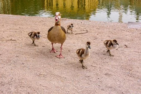 Goose with young chicks Stock Photos