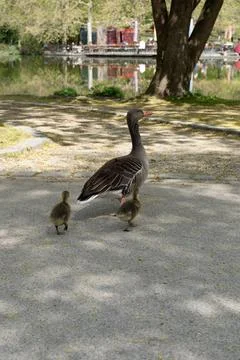 Goose with Young Chicks Walking Through Park Photos