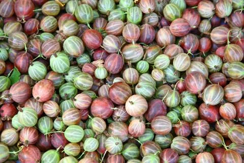 Gooseberries background Stock Photos
