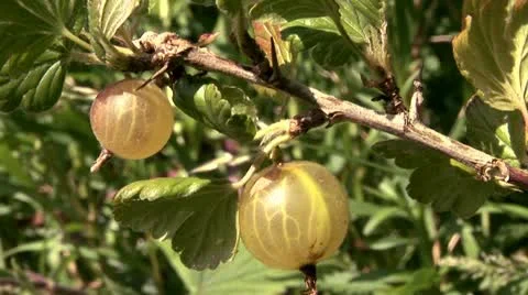 Gooseberries being picked off a bush Stock Footage