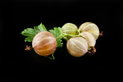 Gooseberries on a black background Stock Photos