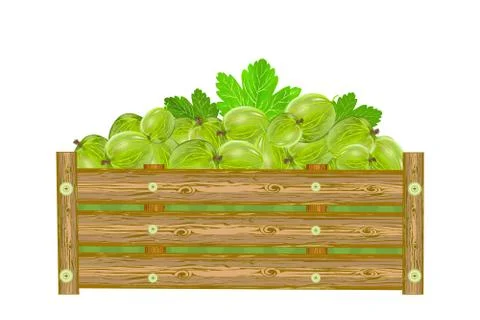 Gooseberries in box isolated on white background. Crate of juicy berries. Stock Illustration