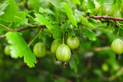 Gooseberries on branch in garden. Stock Photos