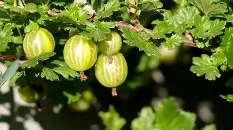 Gooseberries on the bush Stock Footage 52208919