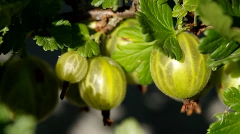 Gooseberries on the bush Stock Footage 52208997