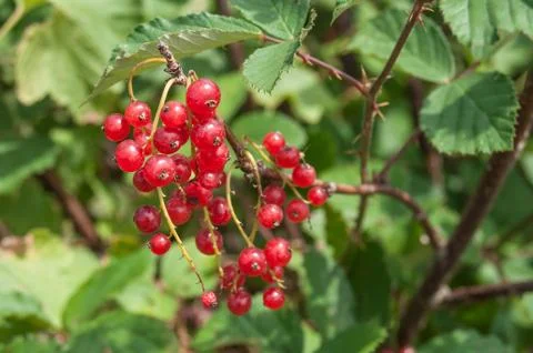 Gooseberries  in a field Foto stock