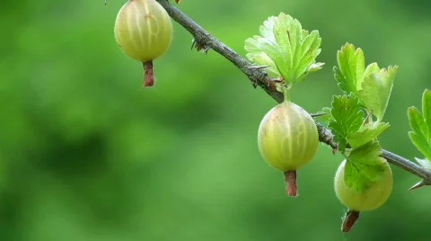 Gooseberries Video stock 475623