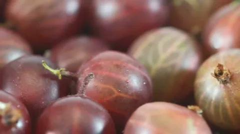Gooseberries Stock Footage 572028