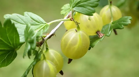 Gooseberries Video stock 25848309