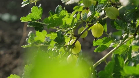 Gooseberries Vidéo 156631454