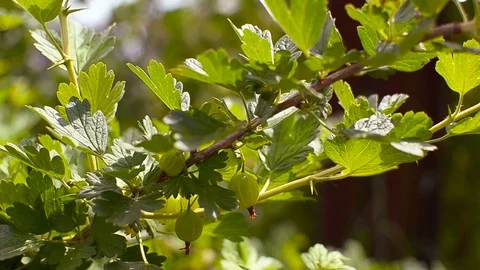 Gooseberries grow on a bush in summer garden, ripening berries in summer garden Stock Footage