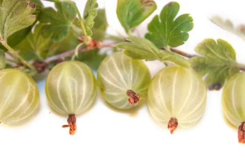 Gooseberries isolated Stock Photos