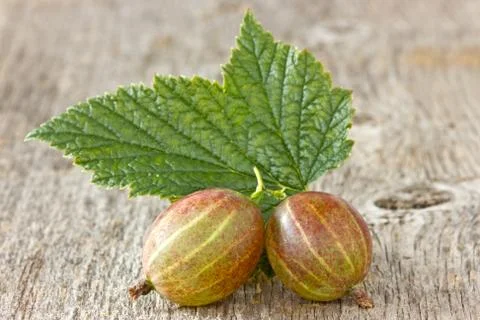 Gooseberries with leaf Stock Photos