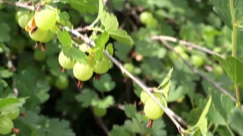 Gooseberries in the orchard. Stock Footage 139676546