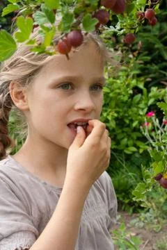 Gooseberries Stock Photos